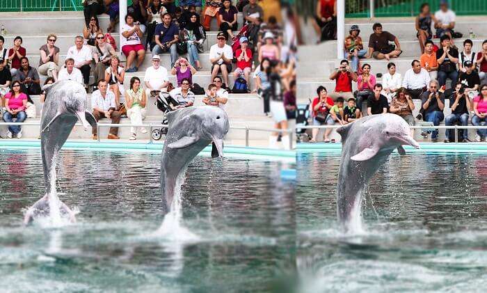 Major attractions in Sentosa Underwater World draws thousands of tourists daily