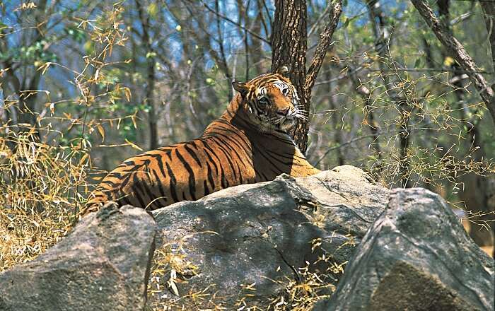 A tiger rests on a stone in the Periyar Tiger Reserve