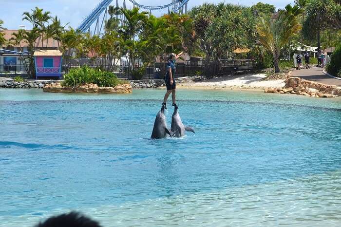 Sea World Dolphin Show Australia
