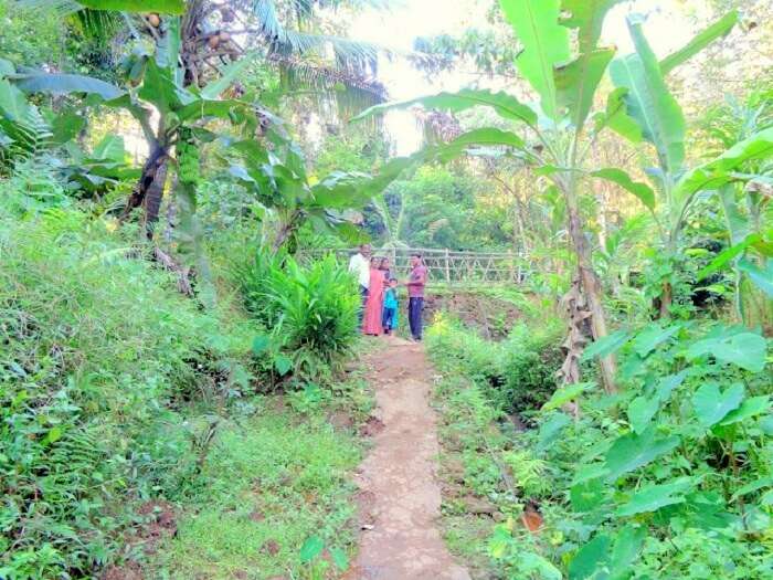 Spice garden view in Munnar