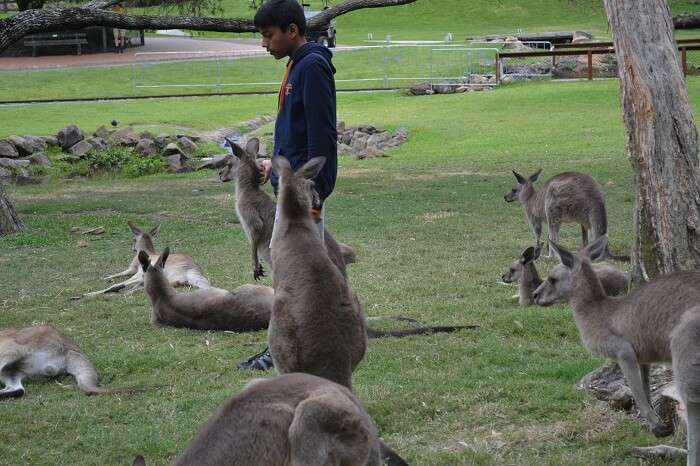 Surrounded Kangaroo at Currumbin