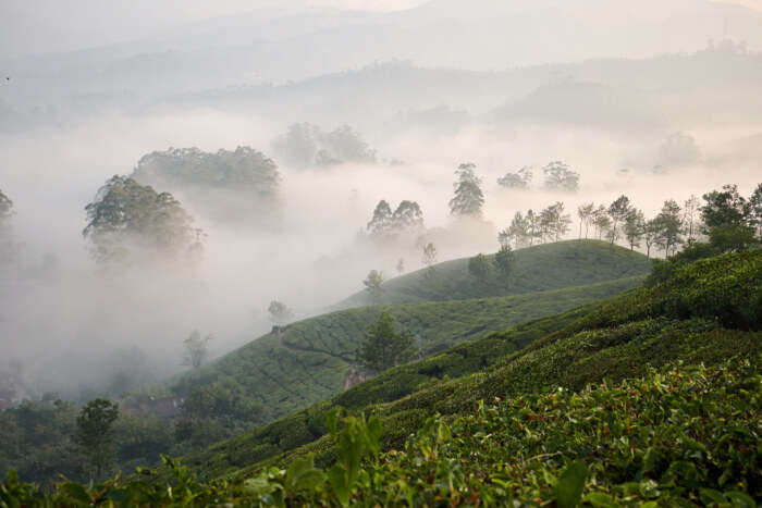Gorgeous Trekking In Munnar