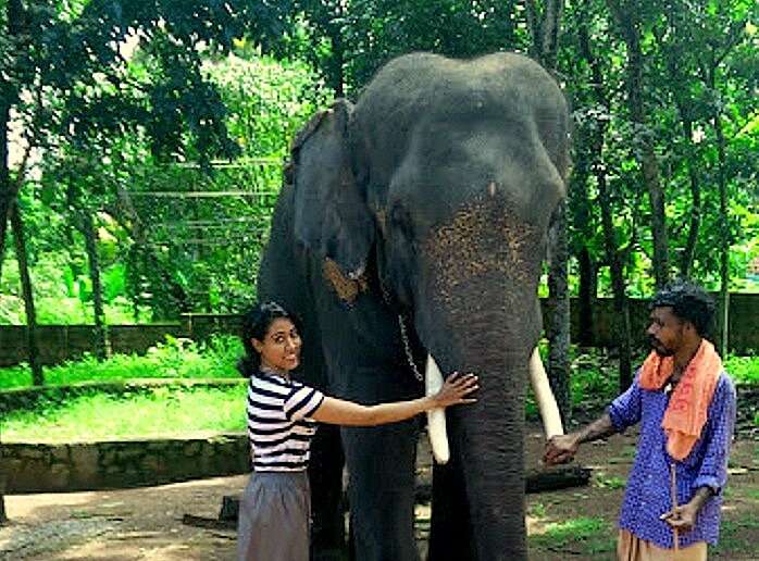 Candida in Elephant park Kerala