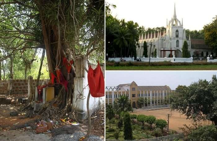 A view of the haunted banyan tree and the nearby churches in Saligao village