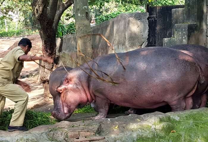 Rhinos at Trivandrum Zoo