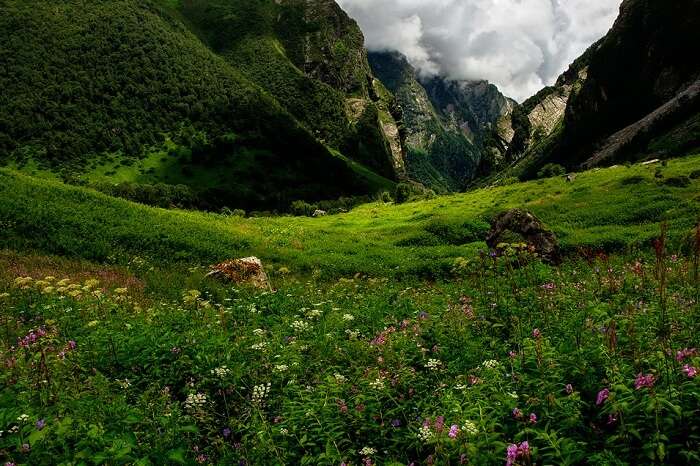 The lush valley and the flowers blooming in it
