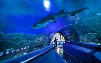 Sharks floating in the overhead aquarium of Aquaria KLCC – one of the best places to visit in Kuala Lumpur