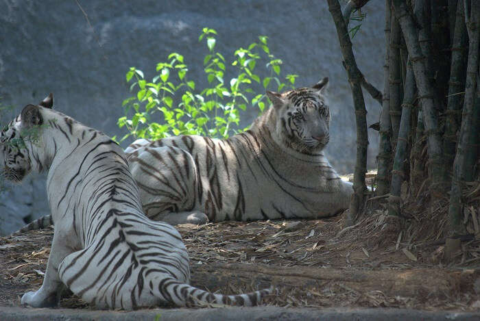 tigers in anna zoological park