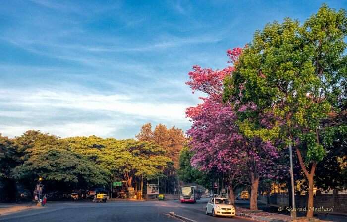 Beautiful and colourful trees in Bangalore city