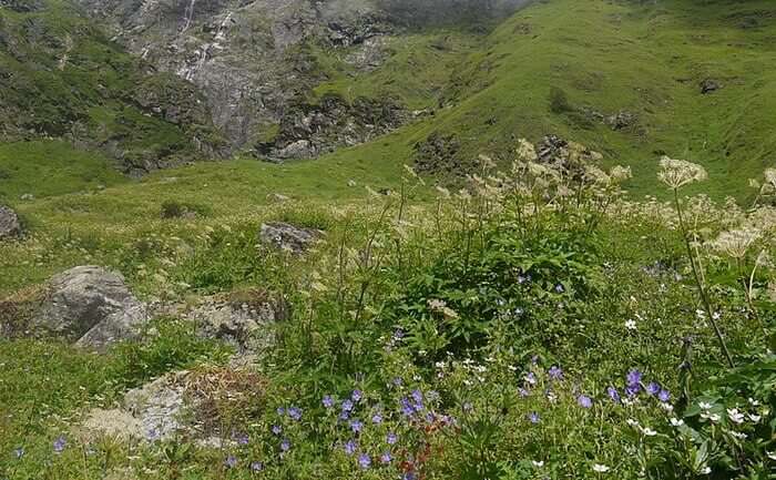 view of the valley of flowers