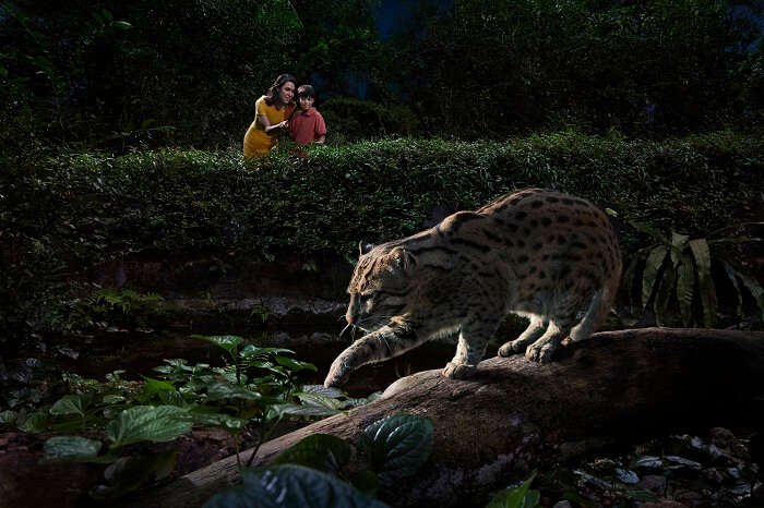 A fishing cat trying to attack an unsuspecting fish in Fishing Cat Trail while the tourists observe