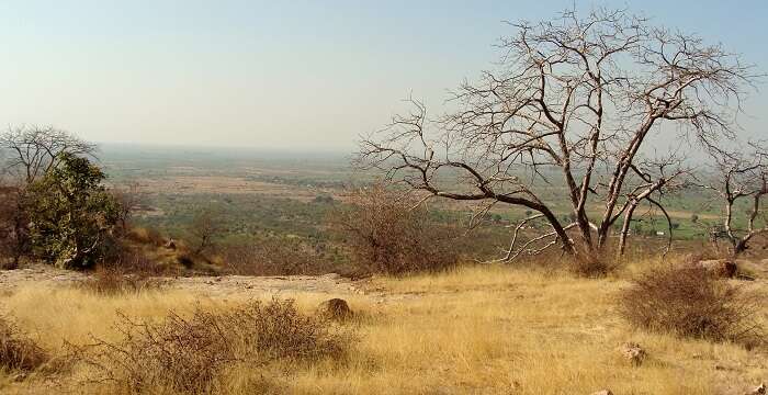 Greenery in Ranthambhore