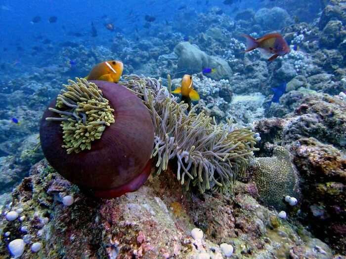 The colorful corals at the HP Reefs is a popular name among places to see in Maldives