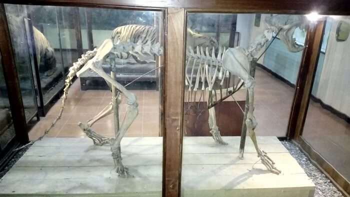 An animal's skeleton displayed at Corbett Museum