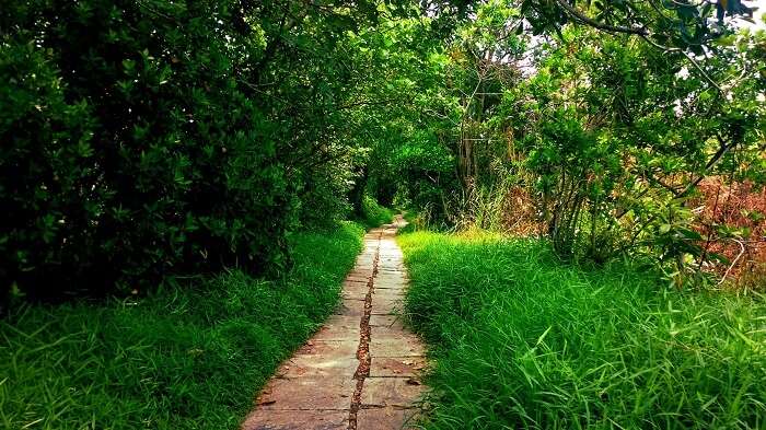 A mysterious trail in the Island of Pathiramanal