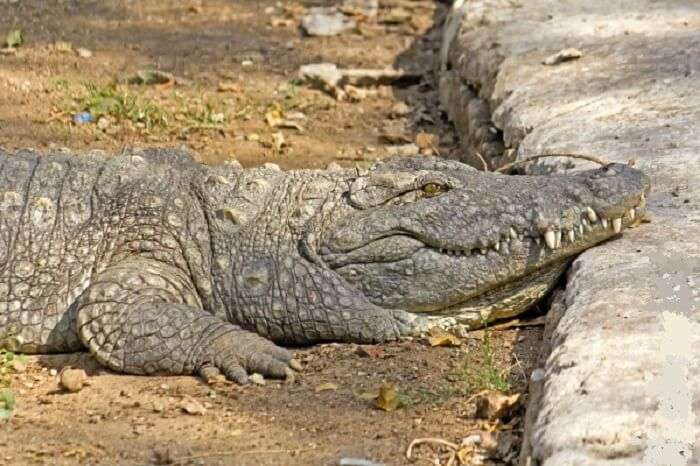 A deadly yet silent crocodile lounging at Kankaria Zoo in Ahmedabad
