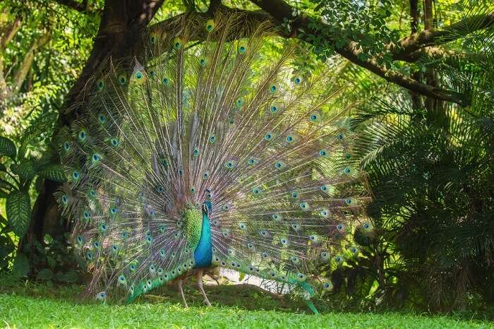 Peacock dancing in the lush greenery of Kuala Lumpur Bird Park – one of the best places to visit in Kuala Lumpur