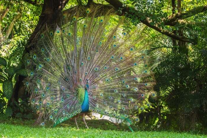 Peacock