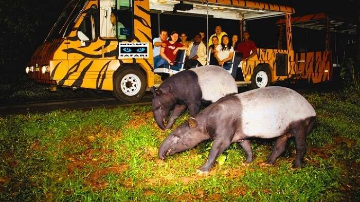 Group of tourists looking out at animals on their night safari in Singapore