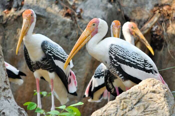 Painted Storks perched on rocks in the Water Bird Sanctuary in Rameshwaram