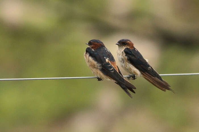 A couple of birds perched near Thattekere Lake near Bangalore