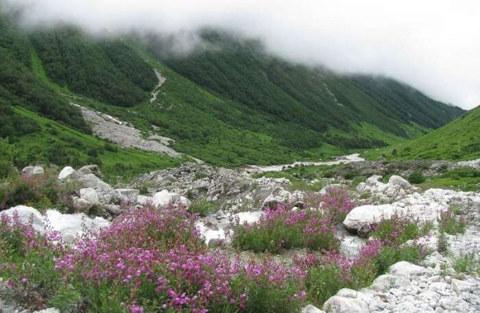 Things to remember on Valley of Flowers Trek