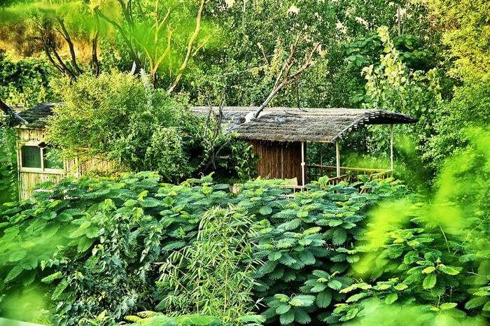 A tree top cottage on a keekar tree at Tree House Resort