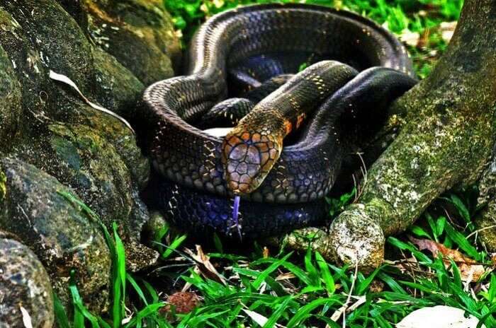 A snake curled up in the Bannerghatta National Park in Bangalore