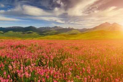 Trek To Valley Of Flowers In Uttarakhand