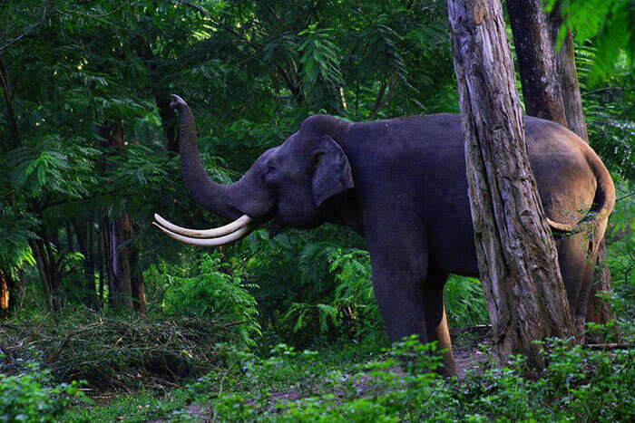 An elephant in Kalatop Wildlife Reserve, among the prominent tourist places in Dalhousie