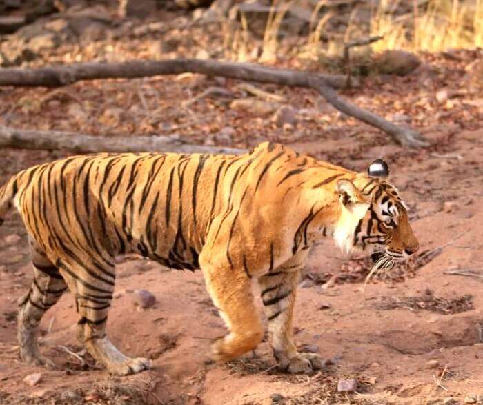 Tigers in Ranthambore