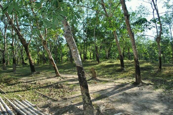 The rubber plantations in Wandoor