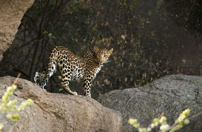 A leopard in Mount Abu Wildlife Sanctuary
