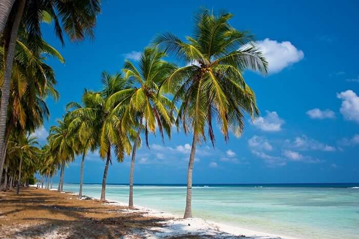 Palm lined beaches make for good vantage points to take in the beautiful landscapes of Lakshadweep