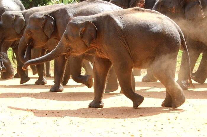 Pinnawala Elephant Orphanage in Sri Lanka