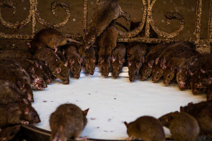 Rats drinking milk offered as prasad to them in the Karni Mata Temple