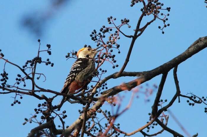 A brown-fronted woodpecker spotted in the Benog Wildlife sanctuary