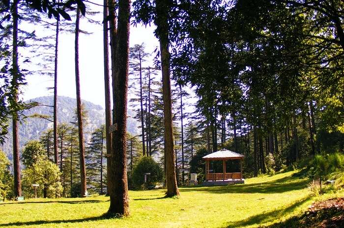 The tree lines in Dhanaulti provide for magical walks and treks in Mussoorie