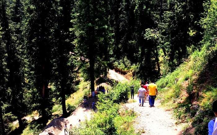 Trekking in Mashobra