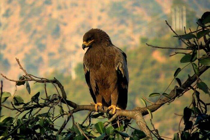 Spot the Himalayan Eage and other birds in Mashobra forest reserve.