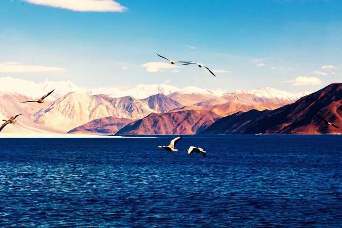 Have an adventurous trip to Ladakh and visit the Pangong Lake