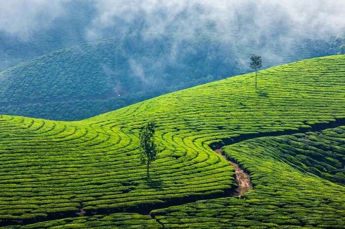 A snap of the vast tea plantations in Munnar