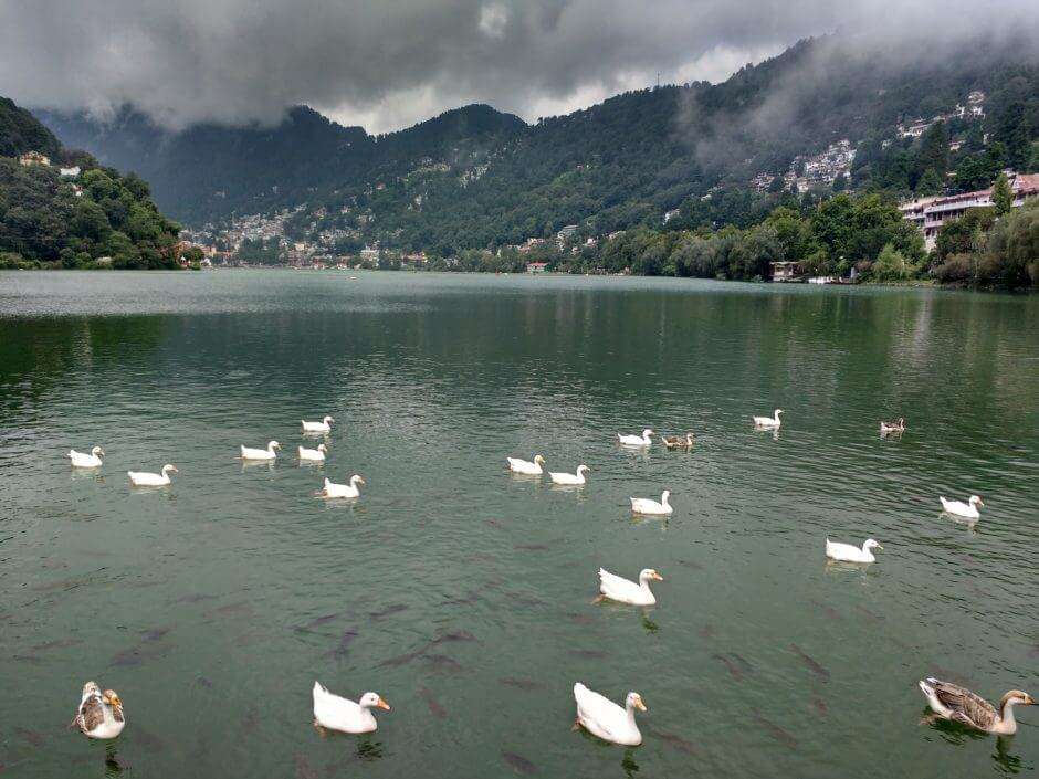 ducks swimming in Naini Lake