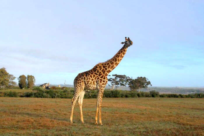 Giraffe viewing in Safari