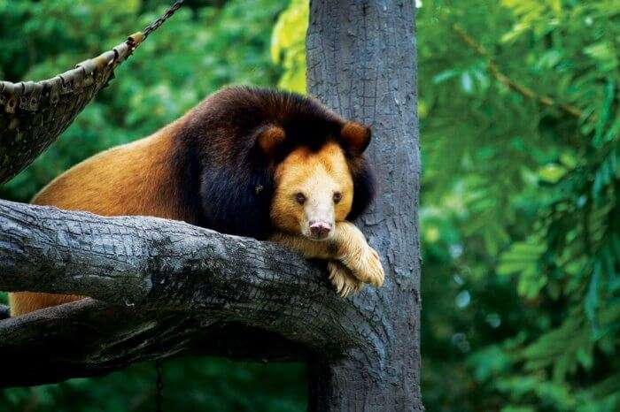 A bear lying on a tree branch in the Virachey National Park in Cambodia