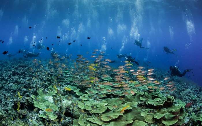 The Blue Corner Wall in Palau is a great site to spot a number of aquatic animals and is one considered one of the sea wonders of the world.