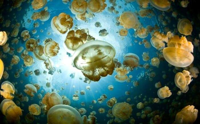 Hundreds of jellyfish bob past you as you swim in the Jellyfish lake of Palau.