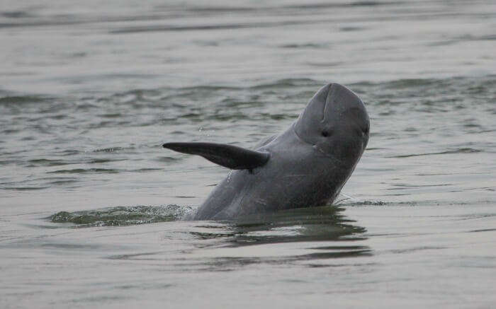 Watch dolphins in action at the Mekong river in Kratie
