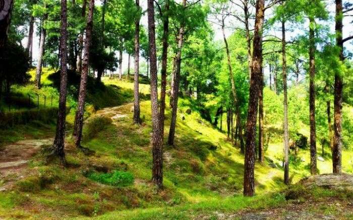 Tourists enjoy taking nature walks through dense forest cover