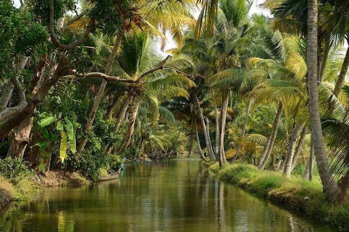 A causeway for houseboats in Alleppey – surrounded by lush greenery